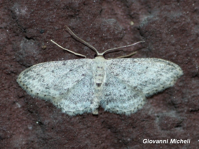 Idaea seriata (Geometridae) ?   S !